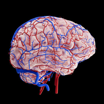 Human brain vasculature, illustration