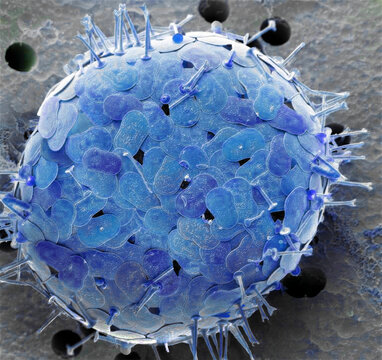 Acanthocystis, SEM