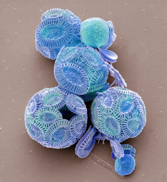 Coccolithophores, SEM