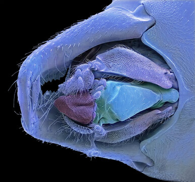Ant mouth parts, SEM