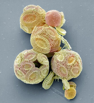 Coccolithophores, SEM