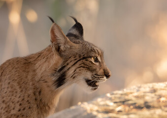 Iberian lynx face portrait