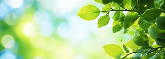 Obraz premium Green leaves and tree branches under clear blue sky on sunny day. Perfect concept for spring outing, syrup season, summer joy, fruit farm. With copy space for text addition.
