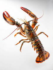 crayfish on a white background
