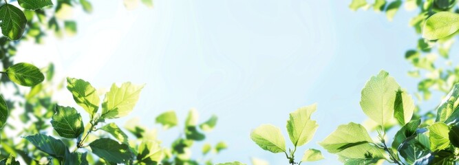 Green leaves and tree branches under clear blue sky on sunny day. Perfect concept for spring outing, syrup season, summer joy, fruit farm. With copy space for text addition.