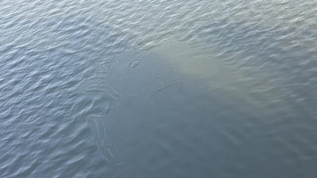 A thin ice floe melting in a river.