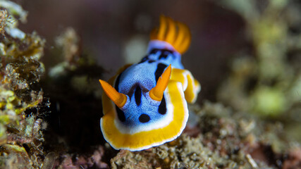Chromodoris Annae