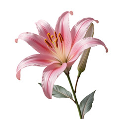 Pink Lily Flower: Stunning Image & Details isolated on transparent background