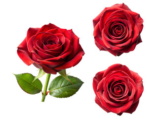 Red roses, a Set of red rose collections isolated