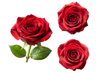 Red roses, a Set of red rose collections isolated