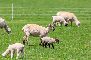 北海道占冠村、お散歩する羊の親子【5月】