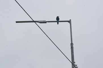 gray crow in the city