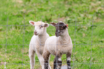 Fototapeta premium 北海道占冠村、仲良く寄り添う子羊【5月】