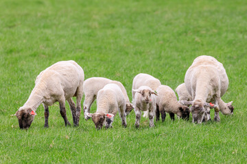 北海道占冠村、草を食べる羊の親子【5月】
