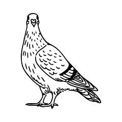 a black and white drawing of a cute pigeon cartoon illustration