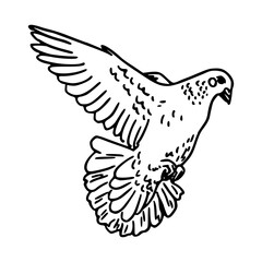 a black and white drawing of a cute pigeon cartoon illustration
