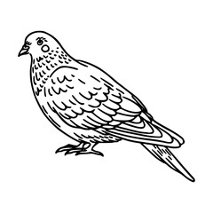 a black and white drawing of a cute pigeon cartoon illustration