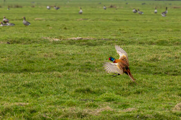 Close up of a landing colorful flying  Pheasant Rooster, Phasianus colchicus, with spread wings and wide fanning long tail feathers and white ring around neck in polder landscape