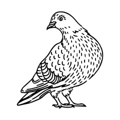 a black and white drawing of a cute pigeon cartoon illustration
