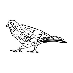 a black and white drawing of a cute pigeon cartoon illustration