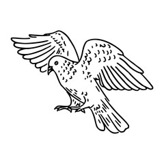 a black and white drawing of a cute pigeon cartoon illustration