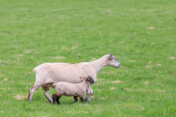 Obraz premium 北海道占冠村、お散歩する羊の親子【5月】