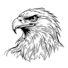 Fierce Bald Eagle Head Illustration – Hand-Drawn Wildlife Art