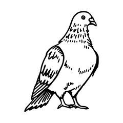 a black and white drawing of a cute pigeon cartoon illustration