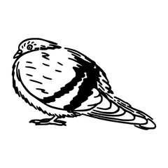 Fototapeta premium a black and white drawing of a cute pigeon cartoon illustration