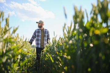 Fototapeta premium Portrait of young farmer standing in a green wheat field at sunset