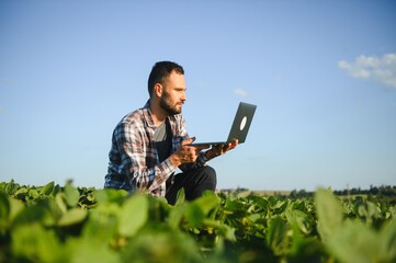 A farmer inspects a green soybean field. The concept of the harvest
