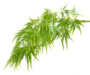Feuillage d'Acer palmatum dissectum