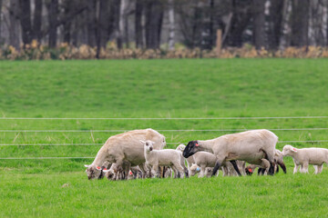 北海道占冠村、お散歩する羊の親子【5月】