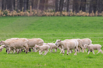 北海道占冠村、お散歩する羊の親子【5月】