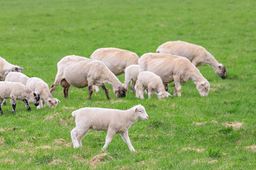 Obraz premium 北海道占冠村、子羊のお散歩【5月】