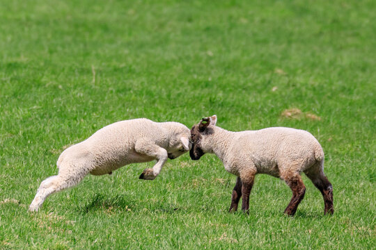 北海道占冠村、頭突きしてコミュニケーションを取る子羊【5月】