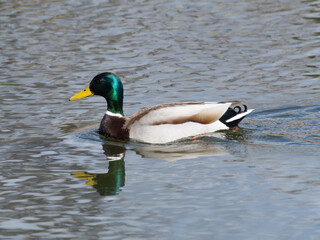 Obraz premium 美しい雄のマガモ