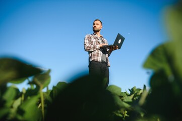 A farmer inspects a green soybean field. The concept of the harvest
