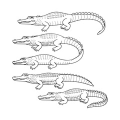 Fototapeta premium Alligator and Crocodile Illustrations