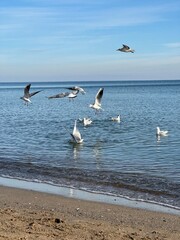seagulls on the beach