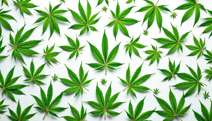 Fototapeta premium A symmetrical arrangement of vibrant marijuana leaves with intricate details, against a neutral background.