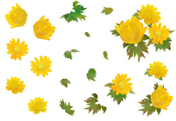 福寿草のイラスト素材セット