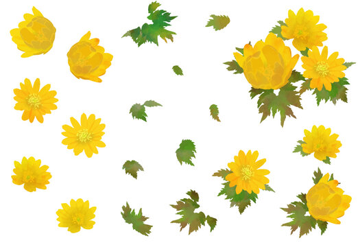 福寿草 Images – Browse 2,164 Stock Photos, Vectors, and Video