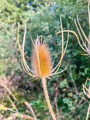 Wild teasel