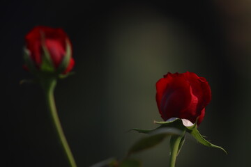 Obraz premium Red roses in their natural habitat in full bloom, a bouquet of flowers close up, elegant, intimate, romantic, delicate on a blurred background.