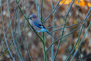 Eichelh&auml;her in unserem Garten