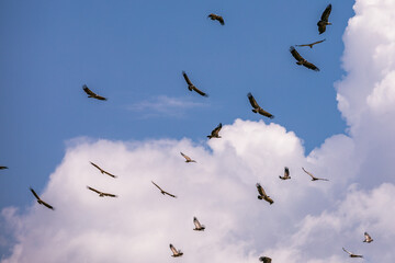 birds in flight
