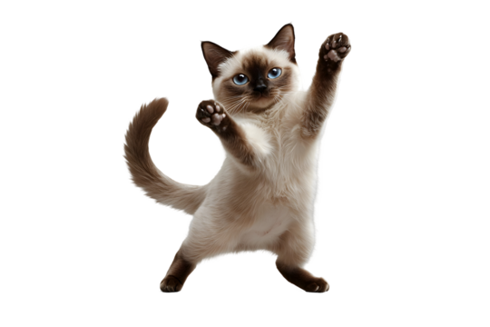 Energetic Burmese Cat Dancing on Plain White Isolated Background