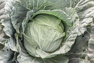 Obraz premium Organic cabbage grown in the field