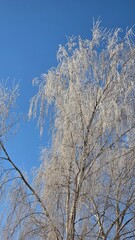 A snowy winter transforms the world into a breathtaking landscape, where everything is blanketed in a soft layer of white, creating a serene and magical atmosphere.